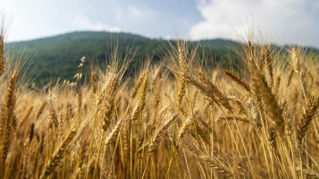 کاهش ۲۰ درصدی تولید گندم در اثر قطعی برق